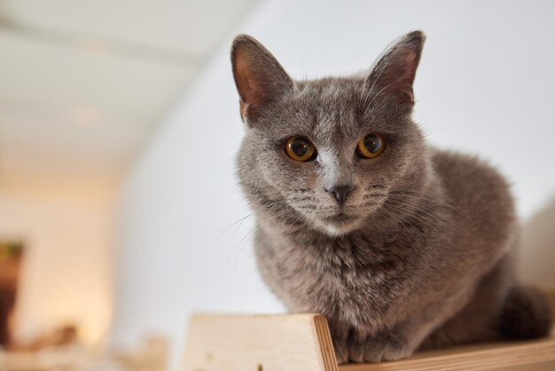 Funny domestic cat climbs up the cat pole