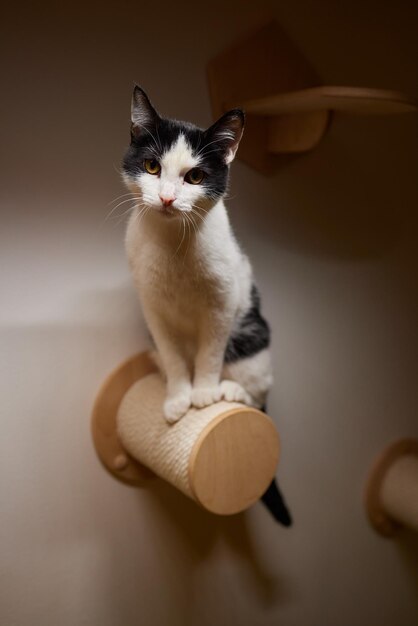 Funny domestic cat climbs up the cat pole