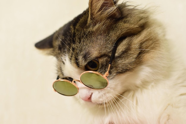 Photo funny domestic fluffy cat in glasses looks down with displeasure