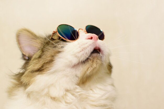 Photo funny domestic fluffy cat in sunglasses looks up