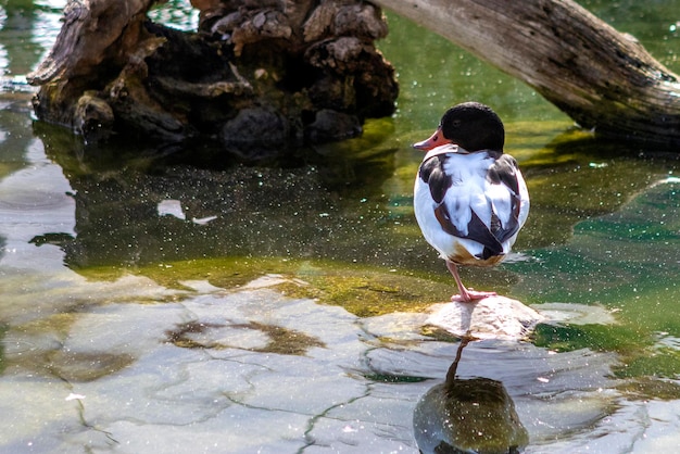 Funny duck resting on a rock on one leg