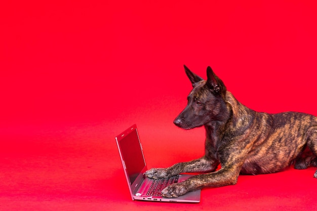 Funny dutch shepherd dog lying in front of laptop and looking with interest at screen in studio