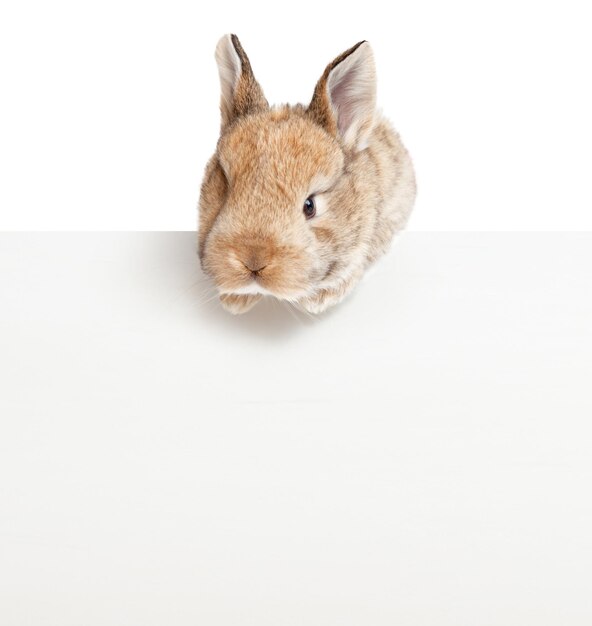 Foto coniglietto di pasqua divertente concetto di vacanza di pasqua felice