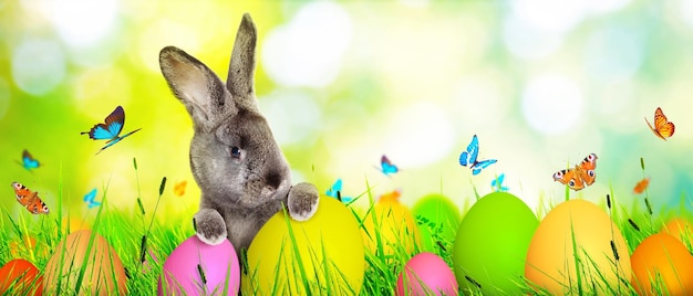 Funny Easter bunny Happy Easter holiday concept