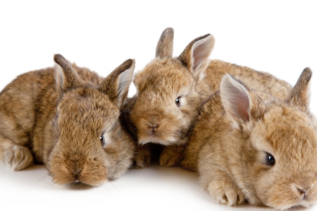 Забавный пасхальный кролик Концепция праздника Пасхи