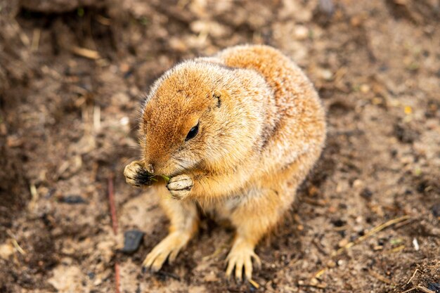 写真 面白い食べる動物