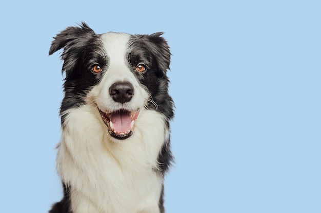 Funny emotional dog cute puppy dog border collie with funny face isolated on blue background cute pe