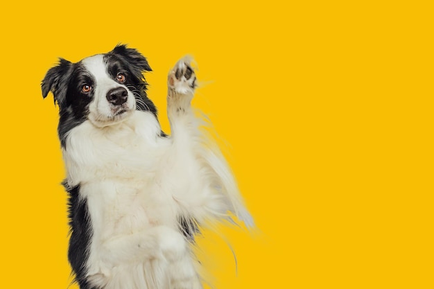 Funny emotional dog Cute puppy dog border collie with funny face waving paw isolated on yellow background Cute pet dog cute pose Dog raise paw up Pet animal life concept