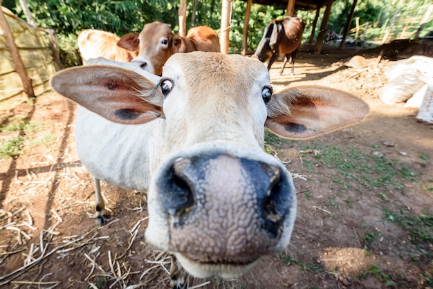 funny face cow in nature