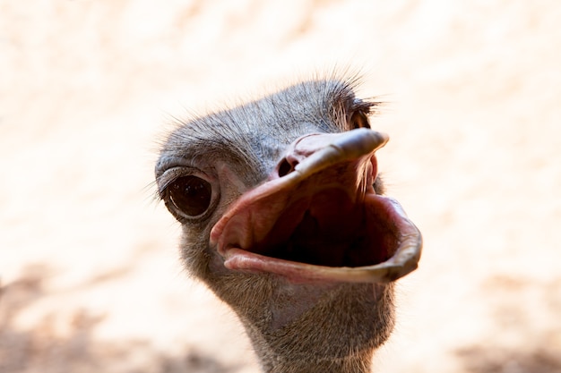 funny face of wide mouth ostrich 