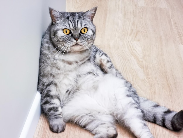 A funny fat tabby scottish cat with big yellow eyes sits on the\
floor