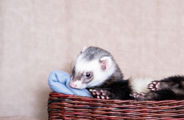 Funny ferret sit on the bed