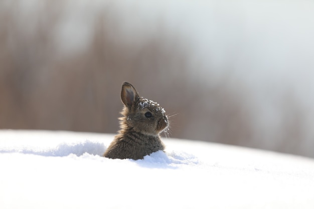 funny fluffy bunny in the snow