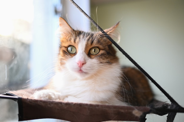 Funny fluffy cat with green eyes on a cat's hammock