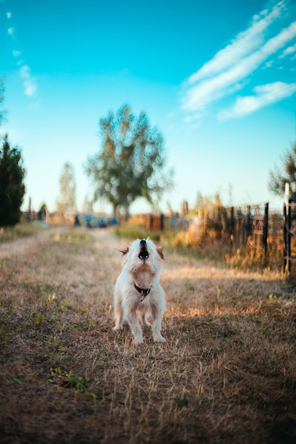 Cane lanuginoso divertente abbaia sull'erba nel parco.