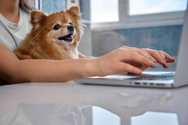 Funny fluffy dog does not move away from the hostess even when she works