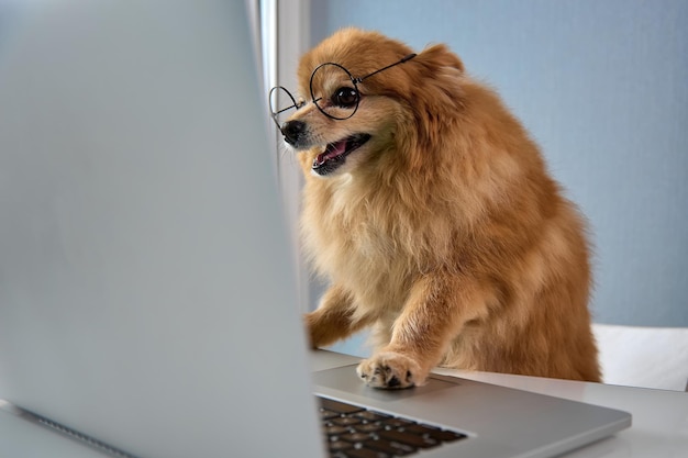 Funny fluffy pet Spitz is trained in digital literacy in round glasses scientist