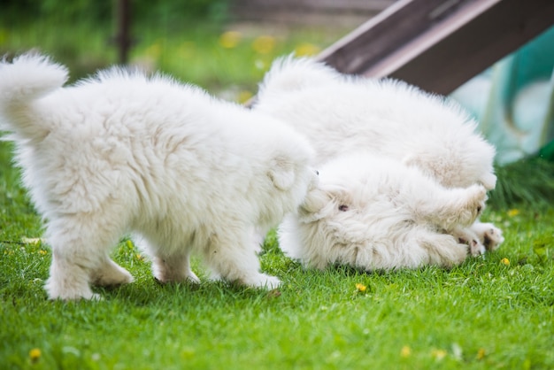 웃긴 솜털 하얀 사모예드 강아지들이 놀고 있다