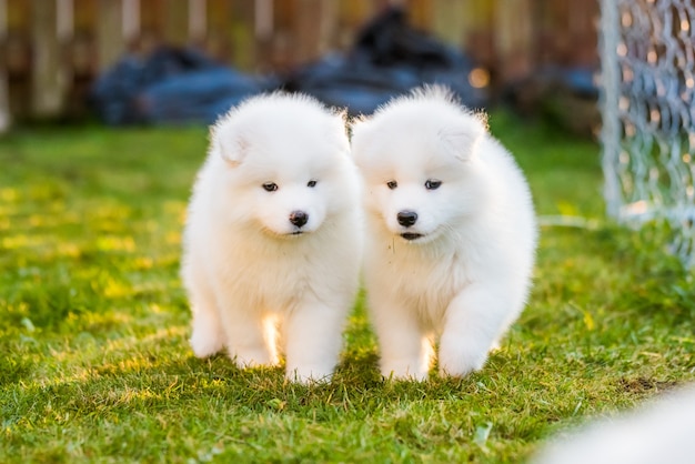 Funny fluffy white Samoyed puppies dogs are playing