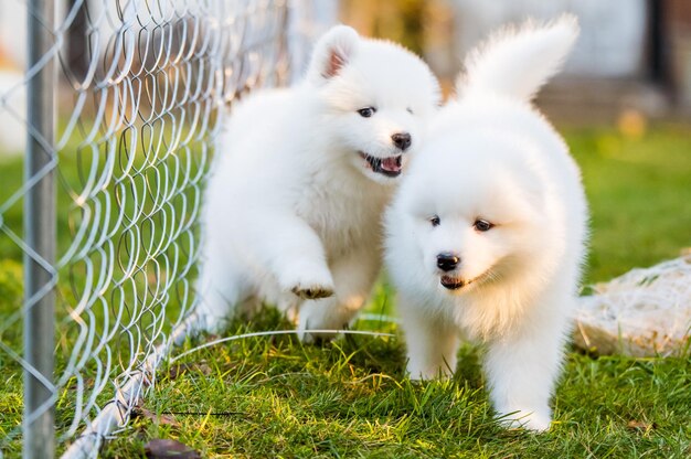 面白いふわふわの白いサモエドの子犬の犬が遊んでいます