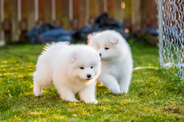 面白いふわふわの白いサモエドの子犬の犬が遊んでいます