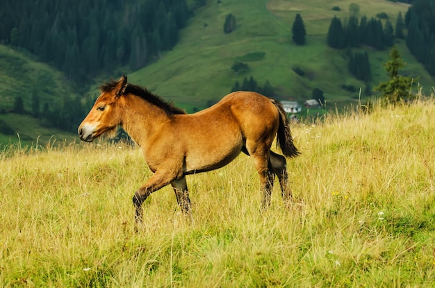 面白い子馬