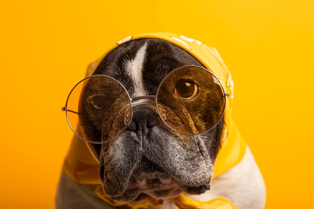 노란색 벽에 노란색 두건과 선글라스를 입은 재미있는 프랑스 불독 강아지