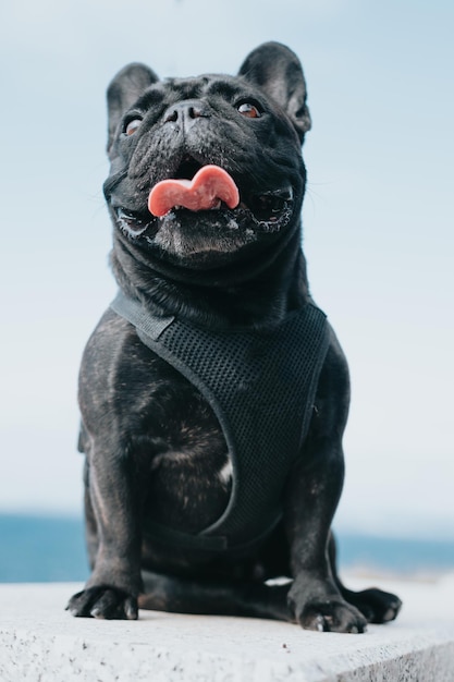 Funny French Bulldog dog smiling with big tongue to camera with copy spacePurebred French outdoors on a sunny afternoon Dog enjoying outside A happy day for the new member