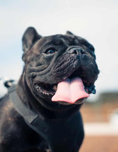 Funny french bulldog dog smiling with big tongue to camera with\
copy spacepurebred french outdoors on a sunny afternoon dog\
enjoying outside a happy day for the new member