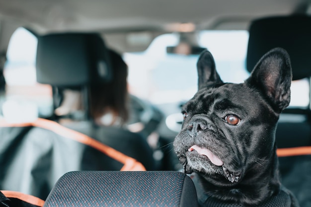 Funny French Bulldog dog waiting on the car ready for a walk portrait image Pet concept Taking care of the man best friend Woman taking his dog to a walk during a sunny day Funny dog breed