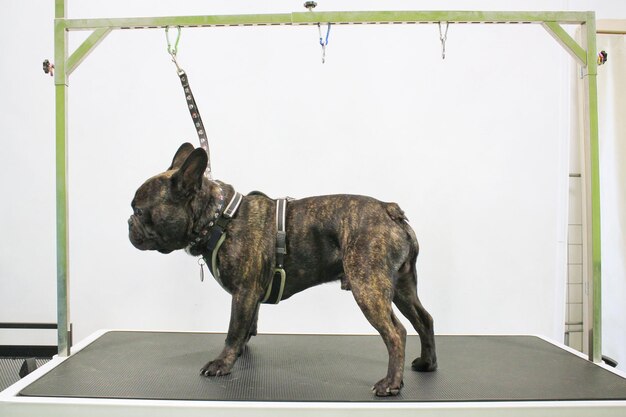 Funny french bulldog dog with safety belt standing on table\
after grooming in salon. pet care, welln