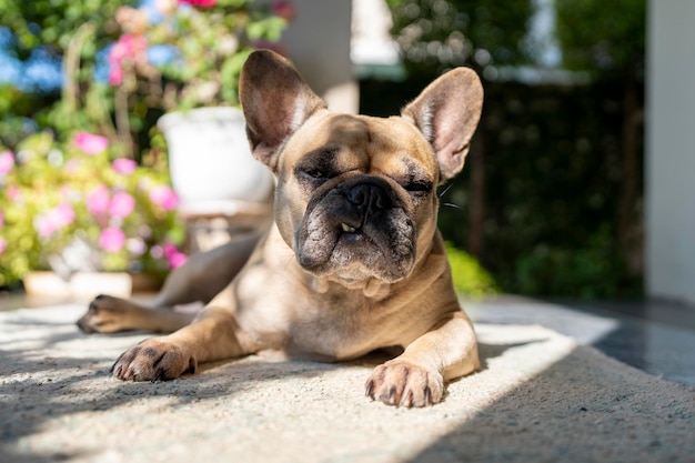 Funny french bulldog lying on mat outdoor at morning.