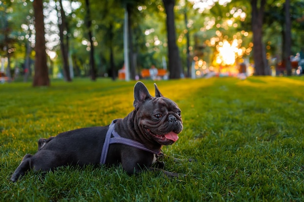 Funny french bulldog in the park at sunset