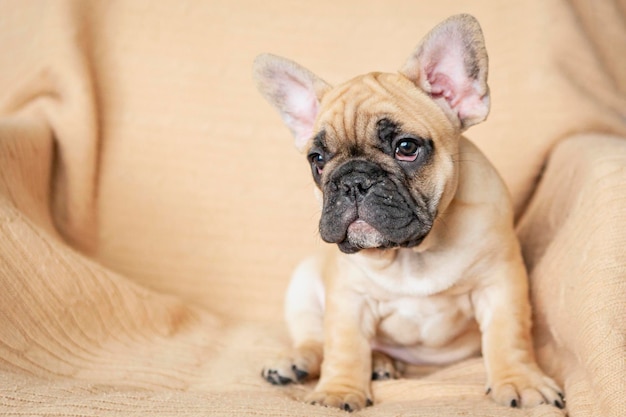 Funny French bulldog puppy closeup