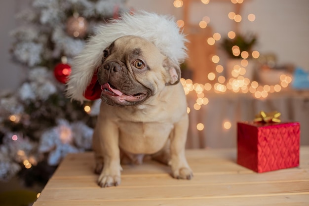 Забавный щенок французского бульдога дома на фоне новогодней елки