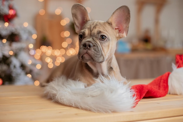 クリスマス ツリー新年の背景に自宅で面白いフレンチ ブルドッグ子犬