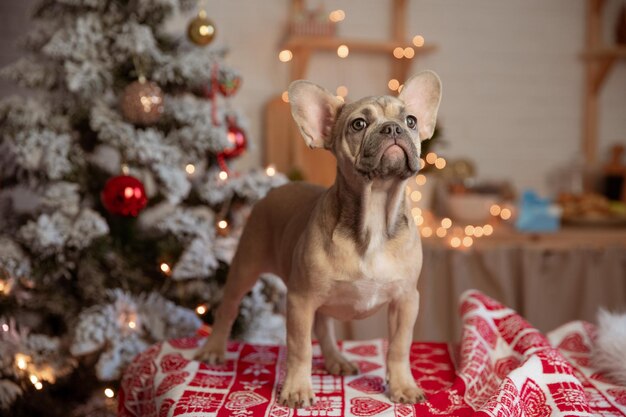 Funny French bulldog puppy at home on the background of a Christmas tree New year