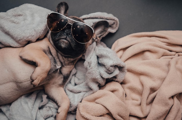 Premium Photo | Funny french bulldog puppy with sunglasses, portrait