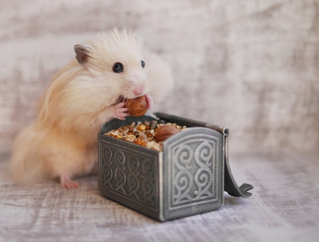 Funny furry hamster has large cheeks