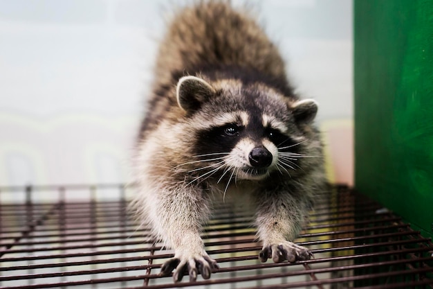 面白くて毛皮のようなアライグマは檻の上に座って伸びます