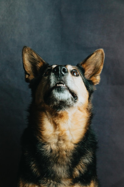 어두운 배경을 가진 재미있는 독일 셰퍼드 큰 코 초상화, 음식을 찾는 귀여운 강아지.