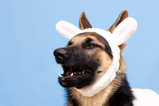 Funny German shepherd in rabbit ears on head.