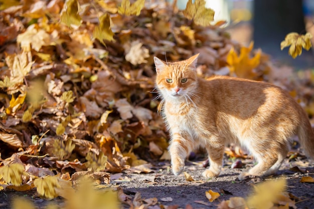 Забавный рыжий кот с осенними кленовыми листьями