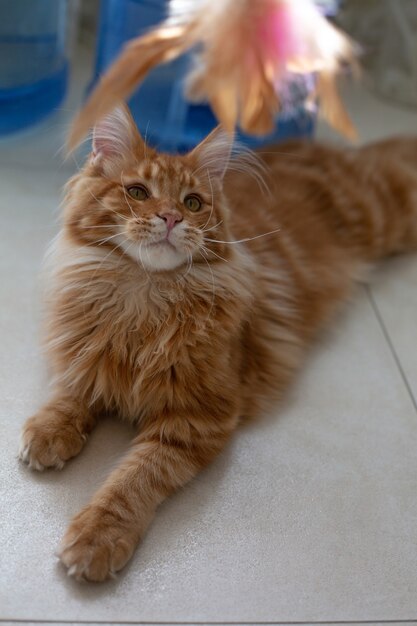 おもちゃで遊ぶ面白い生姜メインクーン子猫