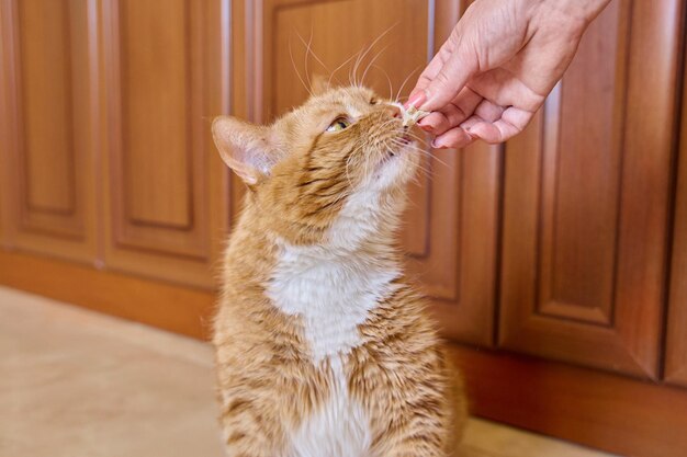 Gatto anziano zenzero divertente che mangia pezzo di carne dalla mano dei proprietari