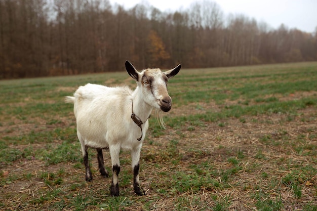 Funny goat in the field against the backdrop of the forest in the village