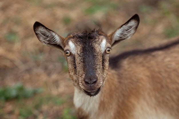 Funny goat smiles and looks at the camera on the field Place for text calendar poster