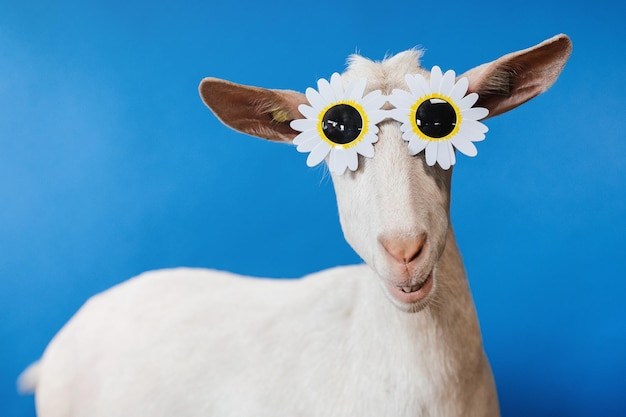 Funny goat with big glasses