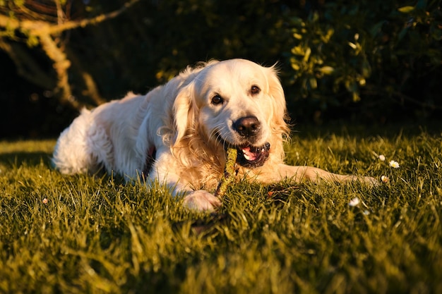 Funny golden retriever biting and playing with a stick in a green field