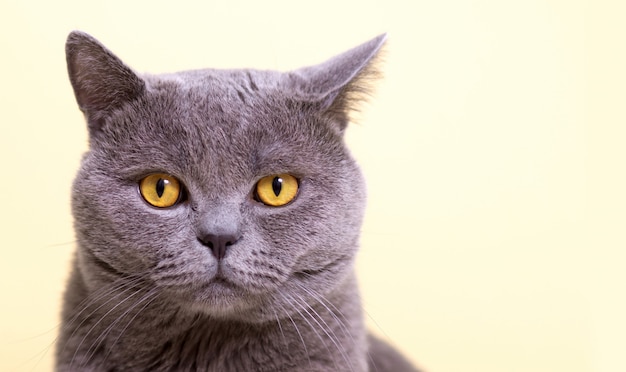 Funny gray british cat , close-up, copy space